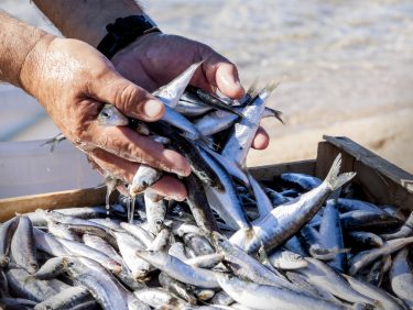 魚を食べる機会、減っていませんか? DHA・EPAを毎日の習慣に