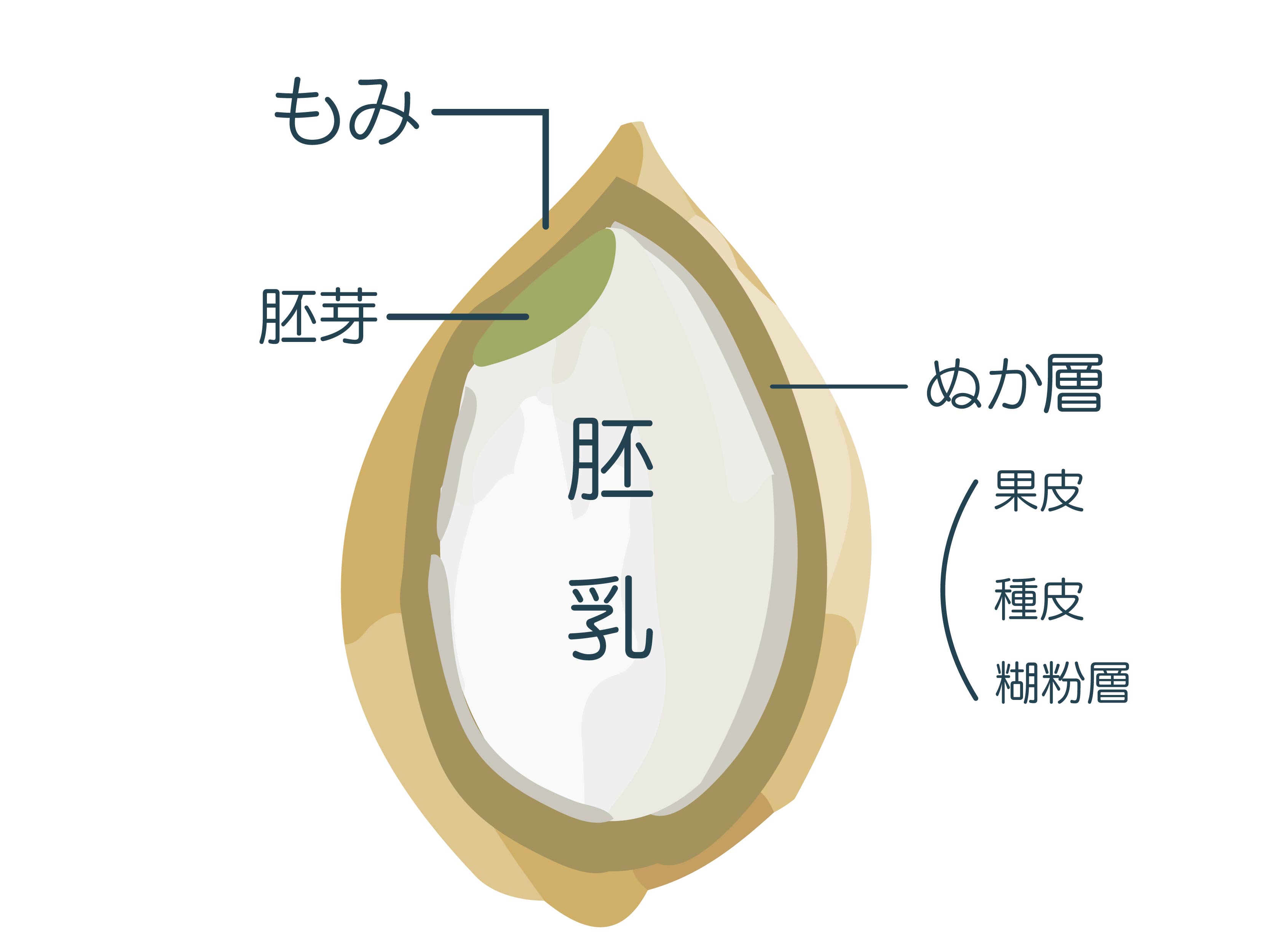 玄米の断面図