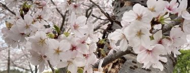 【今シーズンラスト】入浴剤セール始まりました|ほんの木自然なくらしメルマガ(2026年4月号)