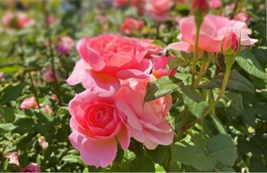 6月2日はローズの日🌹|ほんの木自然なくらしメルマガ(2026年5月23日号)