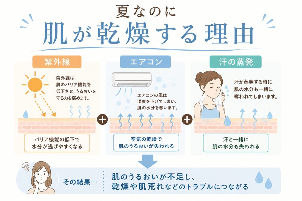 夏なのに肌が乾燥する理由