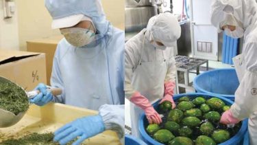 60種類以上の原材料を1年かけて発酵・熟成 ｜妙高の野草と人の手が育てる 「ユアラーゼ」